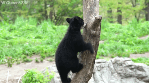 Andean Bear Cub Debuts at the Queens Zoo